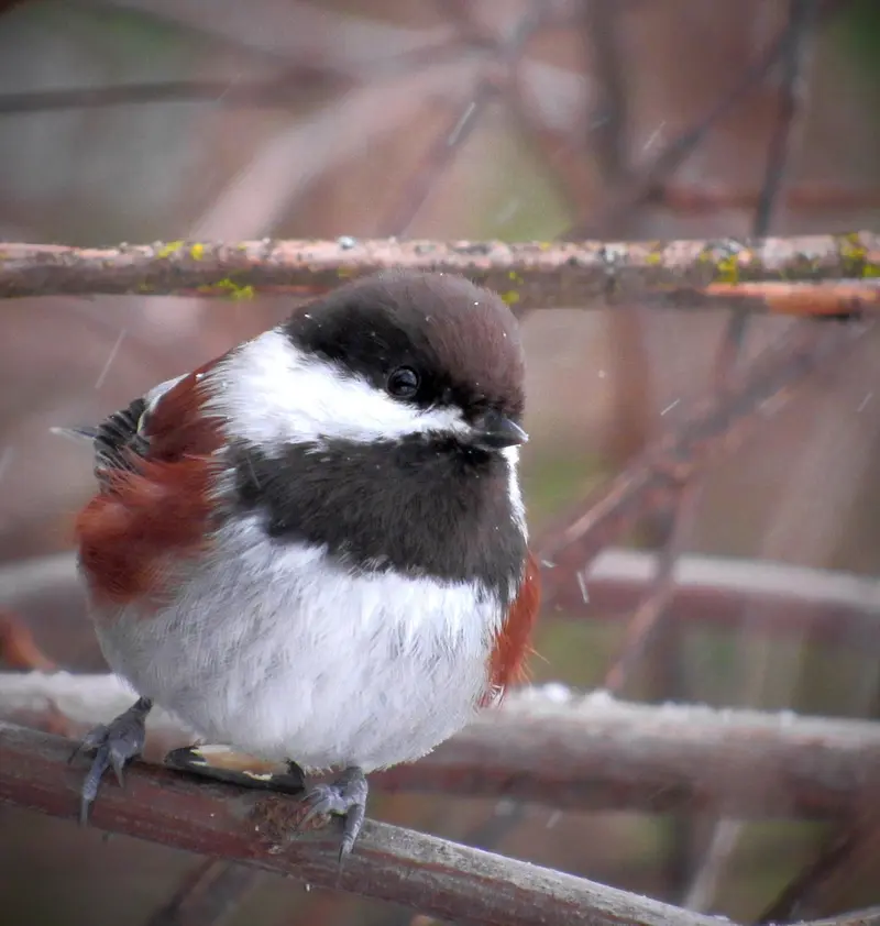 15 frankincense essential oil benefits backed by science