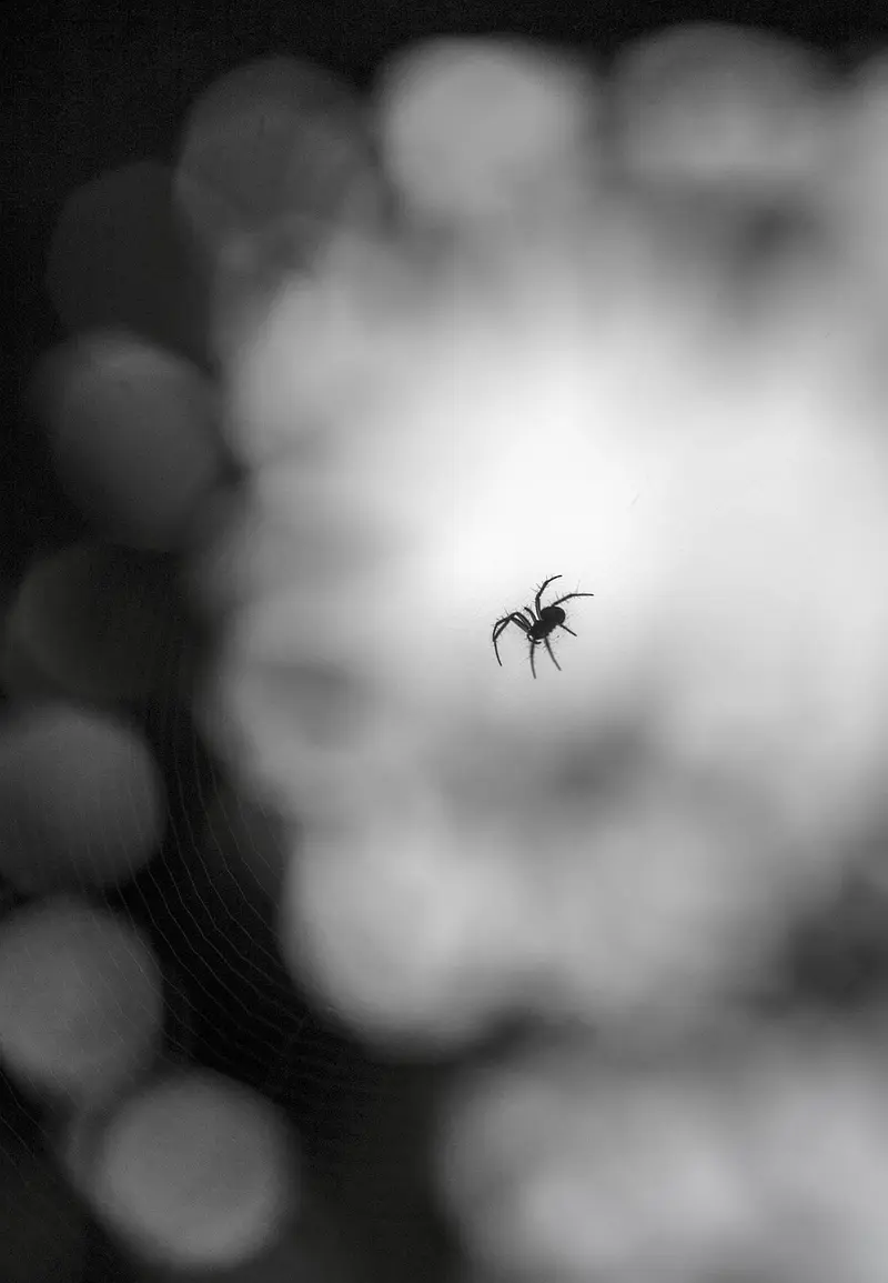 black friday and cyber monday frankincense deals where to