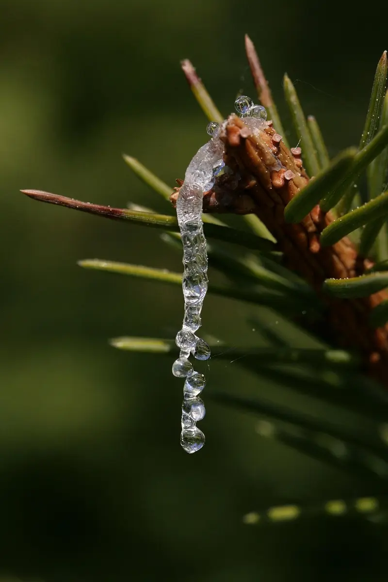 case study frankincense resin harvesting in somaliland a