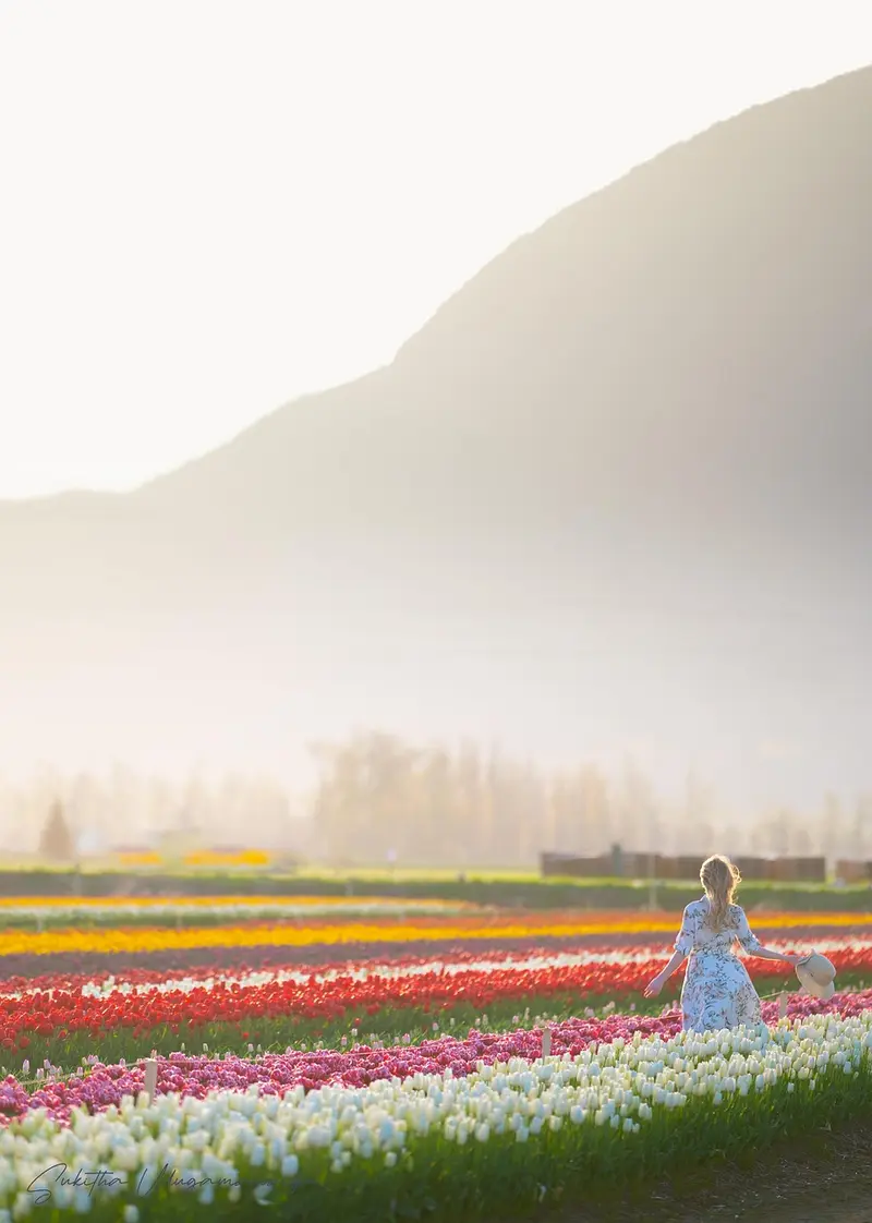 frankincense and lavender pillow spray for deep sleep
