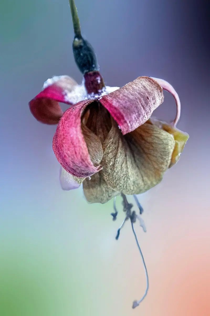 frankincense chest rub for cold and flu season
