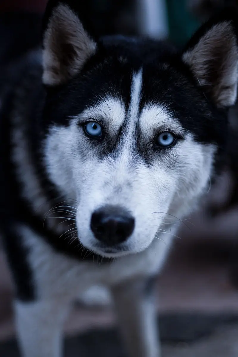 frankincense for dogs cats and pets whats safe whats not