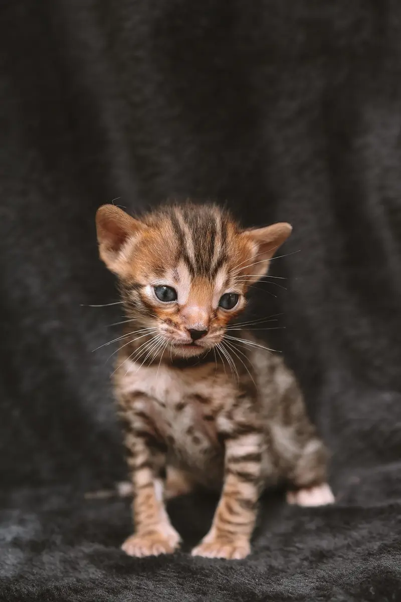 frankincense species and grading faq navigating the