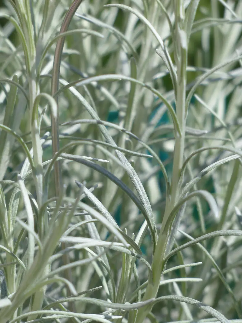 frankincense vs helichrysum which is better for scars and