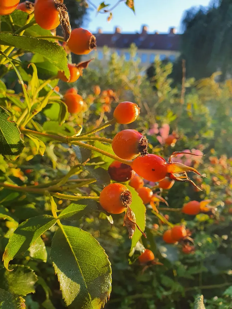 frankincense vs rosehip oil for anti aging which delivers