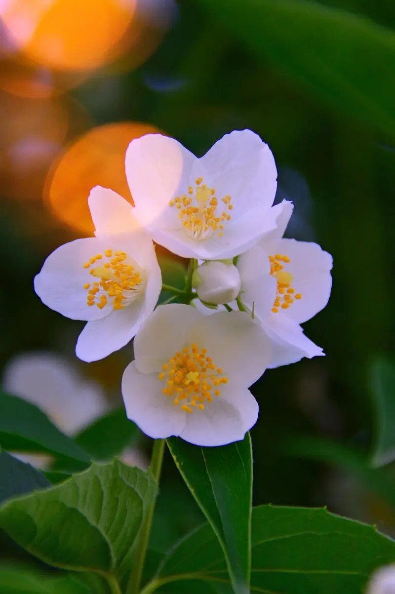 frankincense vs rosehip oil for anti aging which delivers