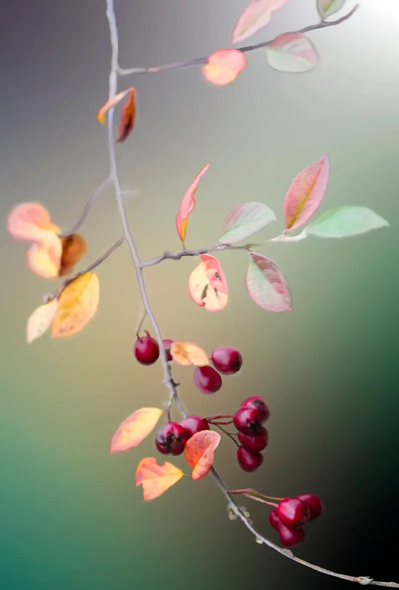 frankincense vs rosehip oil for anti aging which delivers