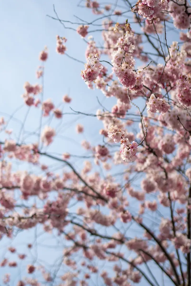 frankincense vs tea tree oil anti inflammatory and skin