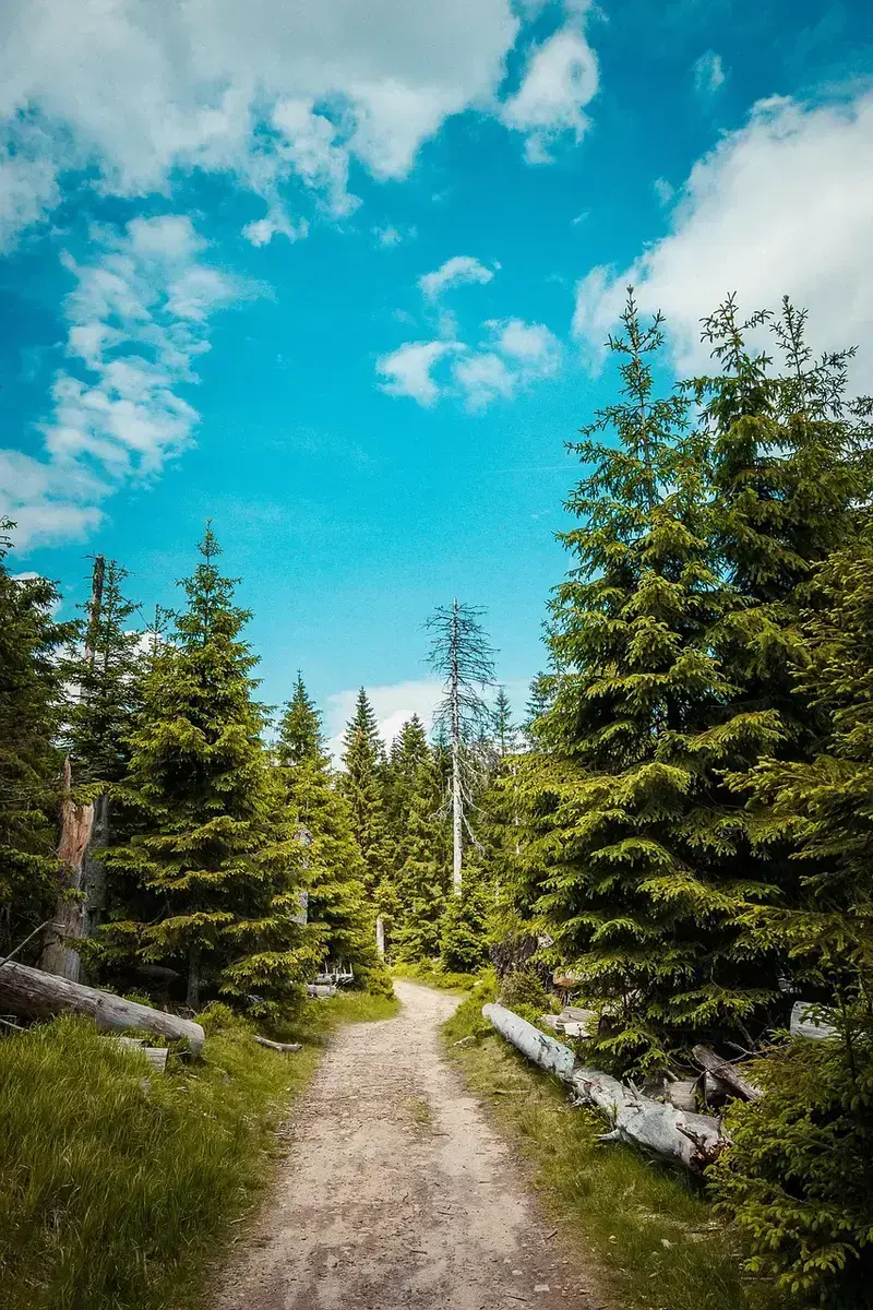 how to store frankincense essential oil and resin for