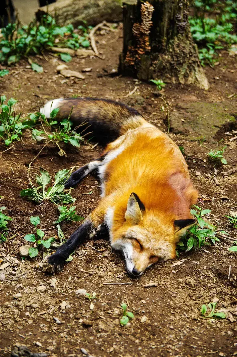 how to use frankincense oil for better sleep 5 proven