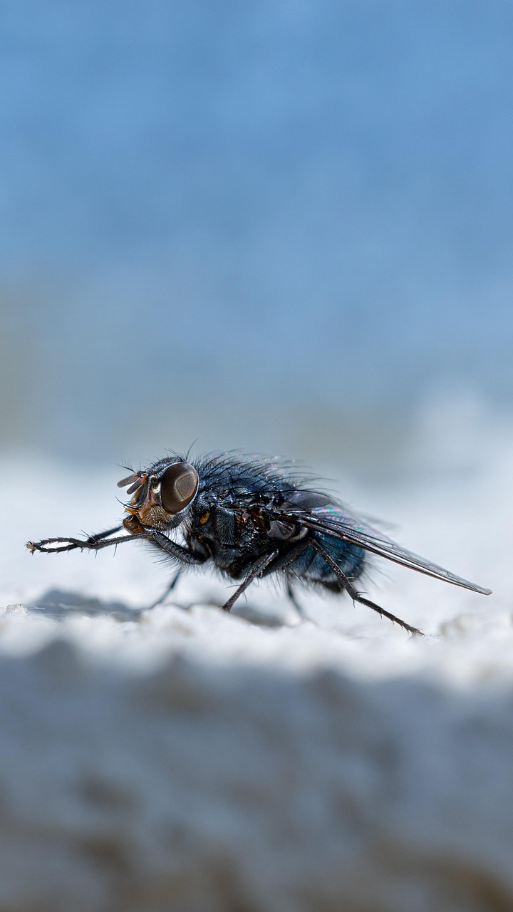 incensole acetate the frankincense compound that affects