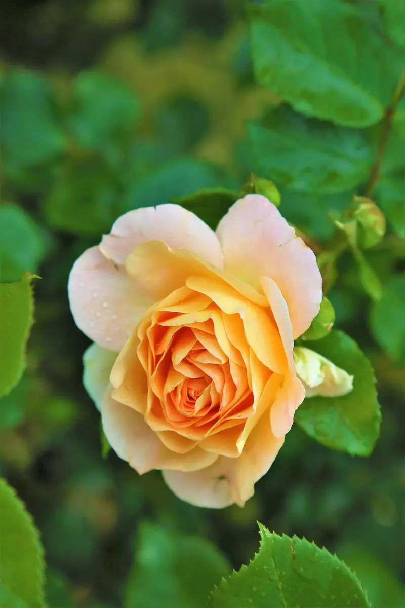 mountain rose herbs frankincense resin and oil review the