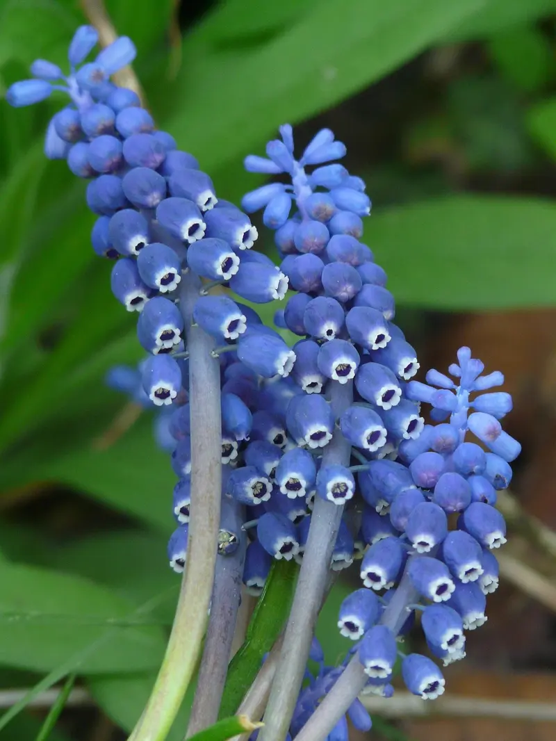myrcene and sabinene in frankincense the overlooked