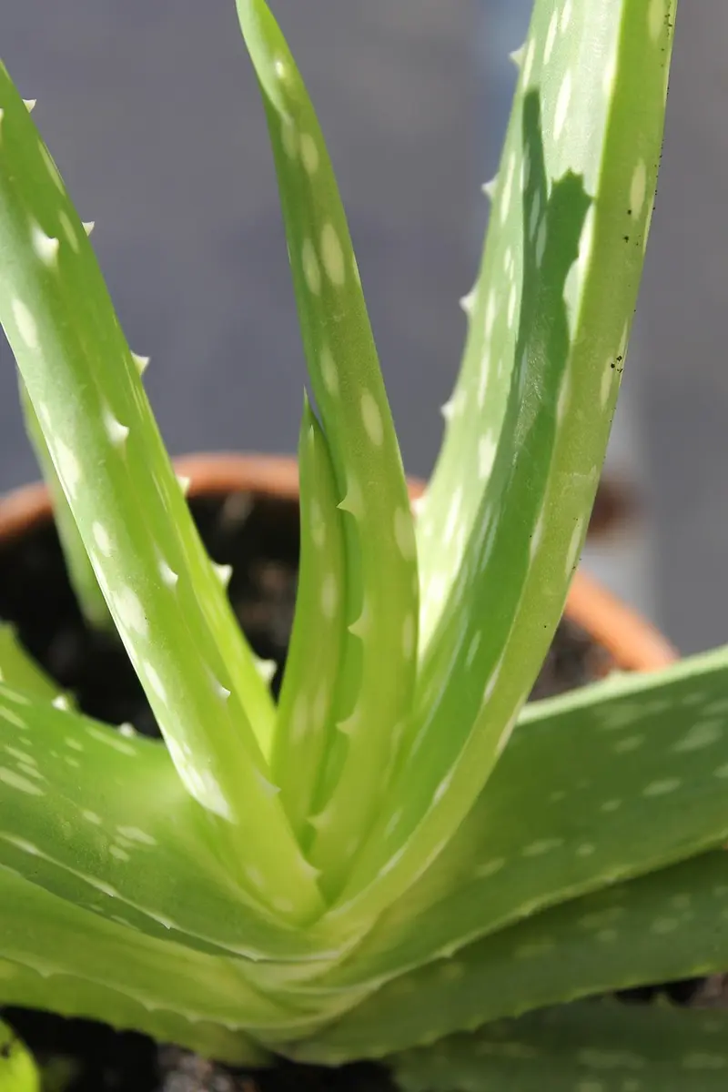 plant therapy frankincense carterii review best budget