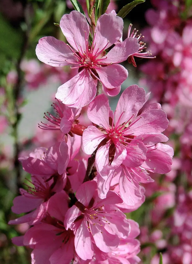 spring renewal with frankincense detox refresh and reset